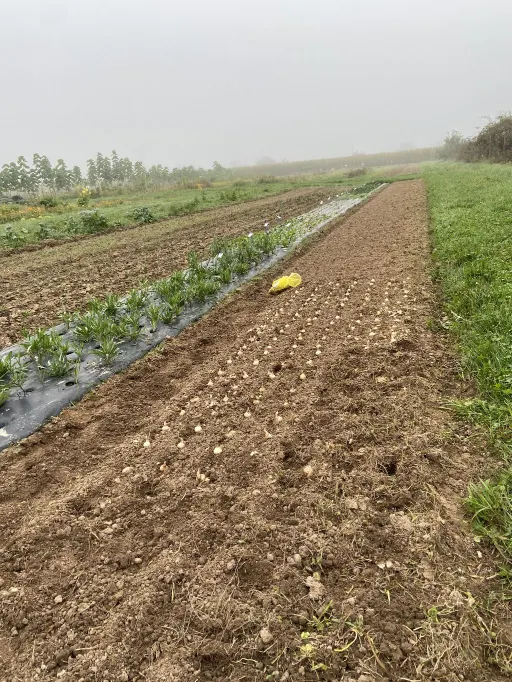 Anbaufläche für Schnittblumen auf dem Acker im Niederfeld